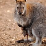 В Австралии сотни кенгуру захватили гольф-клуб - ВИДЕО