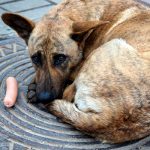 Бездомных животных станет больше:  от питомцев избавляются из-за боязни коронавируса и финансовых проблем