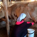 Производство молока и мяса вырастет: на освобожденных территориях будут развивать животноводство