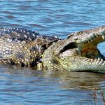 В Австралии спасли двух рыбаков и ребенка, заблокированных в месте обитания крокодилов