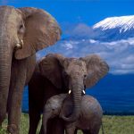 Ботсвана грозит отправить в Германию 20 тыс. слонов