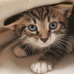 Британские ветеринары пояснили, каких кошек не стоит выпускать из дома