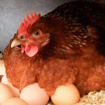 Заявление «Гаджигабул гушчулуг» положит начало новому витку импортных пошлин на яйца?