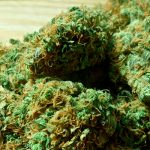 В Германии могут легализовать марихуану