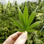 Законодатели Вирджинии проголосовали за легализацию марихуаны