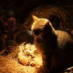 Китайские ученые обнаружили коронавирус у кошек в Ухане