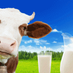 Горожане давно забыли вкус натурального молока, а чиновники вспомнили об этом недавно