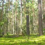 Сертификация лесов противодействует незаконной вырубке и создает новые рынки