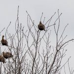 Рекордное количество редких птиц обнаружили в Чернобыльской зоне отчуждения