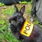 Французская полиция разыграла граждан сообщениями о наборе на службу кроликов