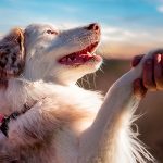 В США введен запрет на ввоз собак из 100 стран, включая Азербайджан