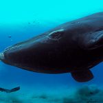 На Земле нашли новую популяцию вымирающих синих китов