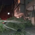 В Баку сильный ветер повалил дерево на автомобили