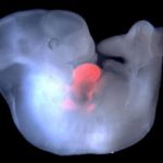 Ученые из США и Испании создали эмбрион-химеру человека и обезьяны