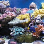 В США впервые вырастили в лаборатории исчезающий вид кораллов