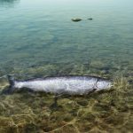 Из-за жары на Аляске массово гибнет лосось