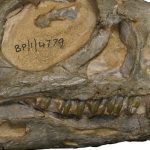 В ЮАР обнаружили новый вид динозавров