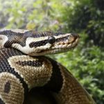 В Китае таможенники изъяли 386 килограмм сушеных змей