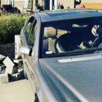 В США пес “угнал” авто и попал в ДТП