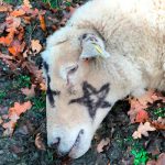 Ритуальные убийства скота напугали британских фермеров