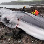 В Англии на морском побережье нашли 18-метрового кита