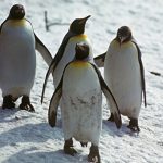 Ученые считают, что язык пингвинов напоминает человеческое общение