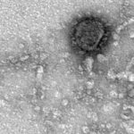 Российские ученые заявили что, расшифровали геном коронавируса