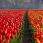 В Голландии уничтожили 140 миллионов тюльпанов из-за коронавируса