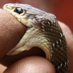 Змеиный сезон открыт: в год в стране фиксируется 120-130 укусов змей