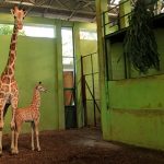 Родившегося на Бали во время пандемии жирафа назвали Корона