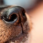 Собак в Финляндии научили распознавать больных COVID-19