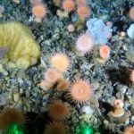 У берегов Гренландии впервые нашли глубинный "коралловый сад"