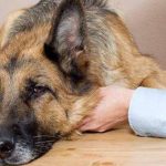 В США умерла собака с коронавирусом