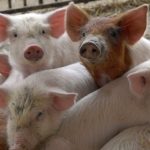 Китай запретил импорт мяса из Германии после выявления африканской чумы свиней