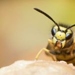 Британию атаковали гигантские агрессивные "пьяные" осы