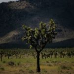 В Калифорнии могут исчезнуть знаменитые деревья Джошуа