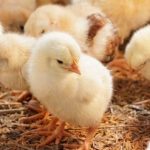 В Дании из-за вспышки птичьего гриппа решили уничтожить 25 тысяч цыплят