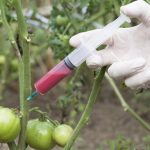 В Японии разрешили продавать ГМО-овощи