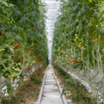 Азербайджанские помидоры сталкиваются с серьезной конкуренцией: нужно подумать о выращивании в теплицах и других сельхозкультур