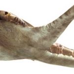 Ученые обнаружили древнюю "крылатую" акулу