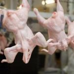 В импортированном из Беларуси курином мясе выявлен возбудитель инфекции