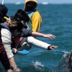 На берег Калифорнии за девять дней выбросило четырех погибших китов