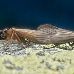 Найденное в Косово насекомое назвали в честь коронавируса