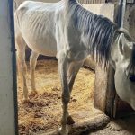 Лейла Алиева спасет голодных лошадей, брошенных Минкультуры – репортаж из ШЕКИ – ФОТО