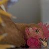 Ученые предупредили об опасности пандемии птичьего гриппа