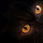 Черная кошка под носом у армян