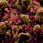 Новый потенциально опасный для людей вид коронавируса обнаружен учеными
