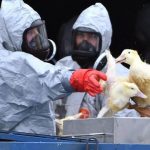 Южная Корея понизила уровень предупреждения о птичьем гриппе