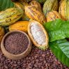 Шоколад растет на пальме – подорожание растительных масел поднимет ценники