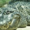 Во Флориде мужчина украл аллигатора из парка